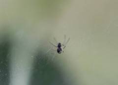 Linyphiidae