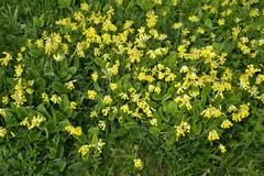 Primula veris