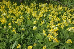Primula veris