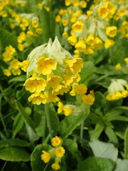 Primula veris