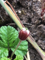 Rubus pedatus
