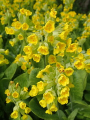 Primula veris
