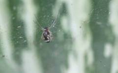 Linyphiidae