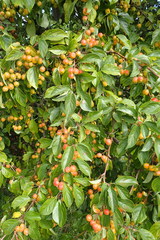 Prunus
