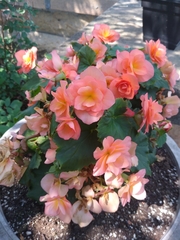 Begonia × hiemalis
