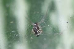 Linyphiidae