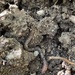 photo of Common Earthworm (Lumbricus terrestris)