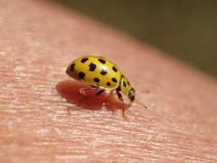Psyllobora vigintiduopunctata