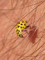 Psyllobora vigintiduopunctata