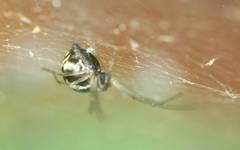 Araneoidea