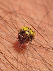 Psyllobora vigintiduopunctata