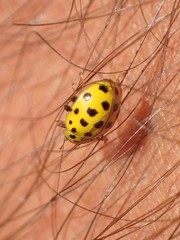Psyllobora vigintiduopunctata