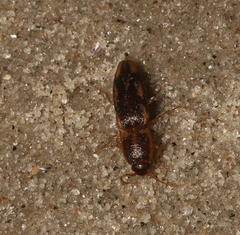 Conoderus vespertinus