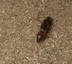 Conoderus vespertinus