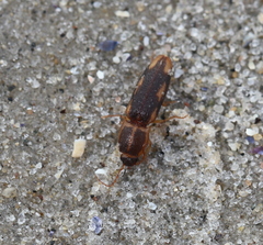 Conoderus vespertinus