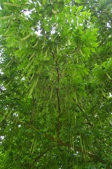 Pterocarya