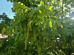 Pterocarya