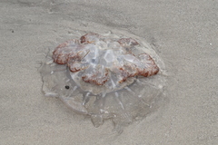 Rhopilema verrilli
