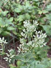 Eupatorium pubescens