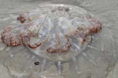 Rhopilema verrilli