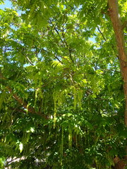 Pterocarya