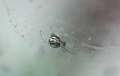 Araneoidea