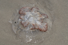 Rhopilema verrilli