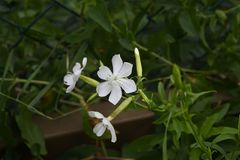 Saponaria