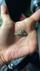 Hypagyrtis unipunctata