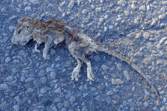 Rattus norvegicus