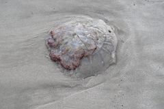 Rhopilema verrilli