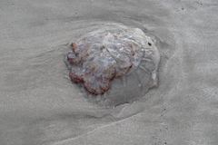 Rhopilema verrilli