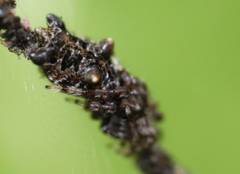 Cyclosa
