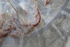 Rhopilema verrilli