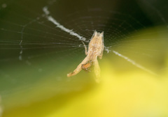 Uloborus glomosus