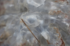 Rhopilema verrilli