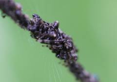 Cyclosa