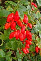 Rosa