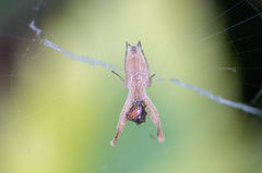 Uloborus glomosus