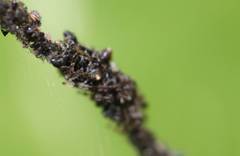 Cyclosa