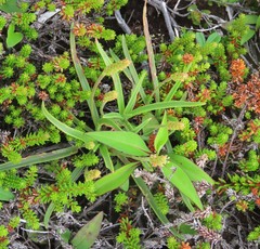 Plantago maritima juncoides