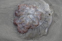 Rhopilema verrilli