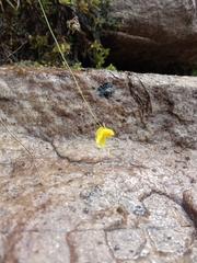 Utricularia subulata