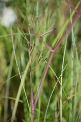 Cicuta virosa