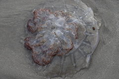 Rhopilema verrilli