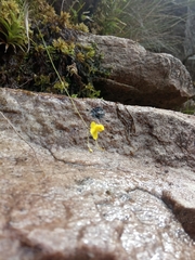 Utricularia subulata
