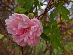 Rosa