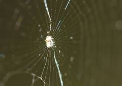 Araneidae