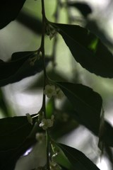 Maytenus acuminata