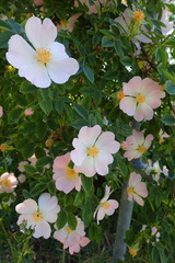 Rosa
